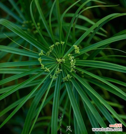 小草的花语有哪些含义？