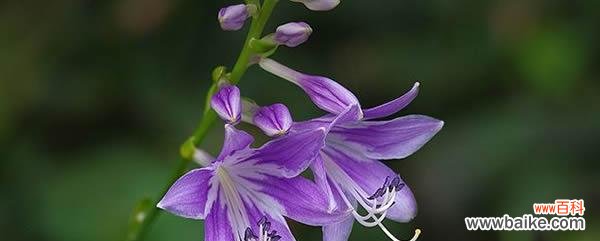 解读以玉簪花的花语,传递爱与美的象征 以玉簪花的花语是什么