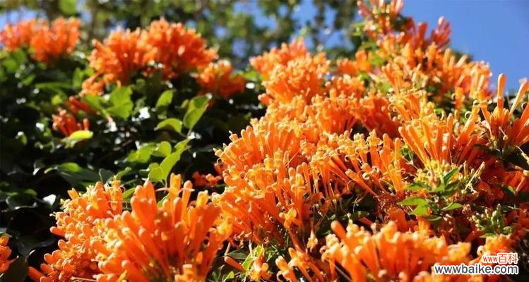 普洱茶花的花语有何深意?它代表了什么?