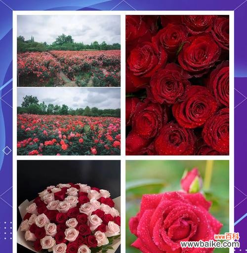 玫瑰花究竟蕴含着哪些深层含义？