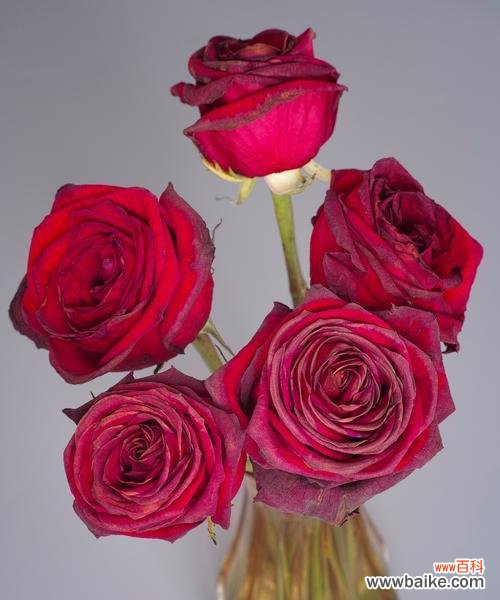 玫瑰花究竟蕴含着哪些深层含义？