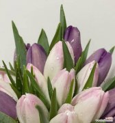 探索郁金香所代表的意义及其各个方面的花语 郁金香的花语与寓意