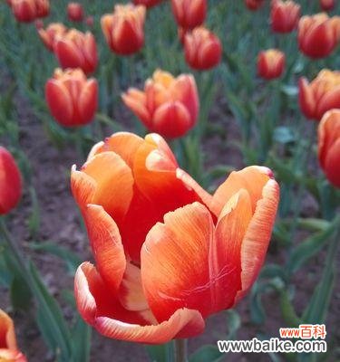 揭秘郁金香的花语与传说 郁金香