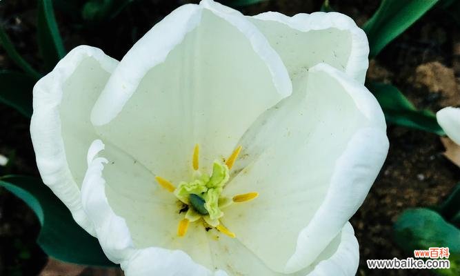 探寻郁金花的美丽与深意，解读花语的秘密 郁金花的花语与意义