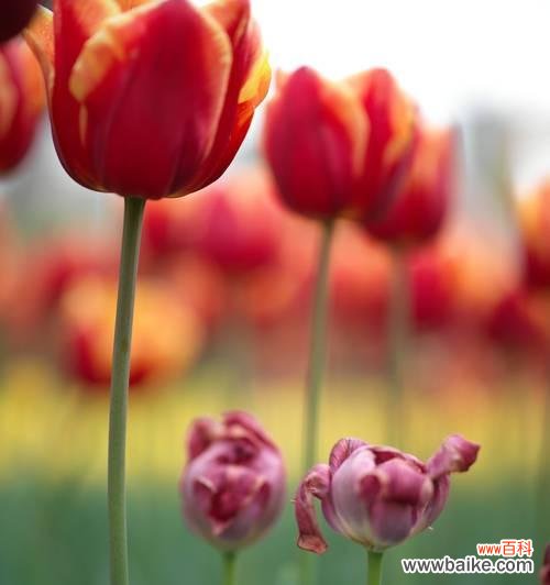 探寻郁金花的美丽与深意，解读花语的秘密 郁金花的花语与意义