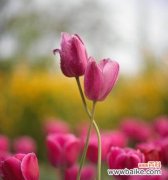 探寻郁金花的美丽与深意，解读花语的秘密 郁金花的花语与意义