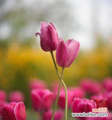 探寻郁金花的美丽与深意，解读花语的秘密 郁金花的花语与意义