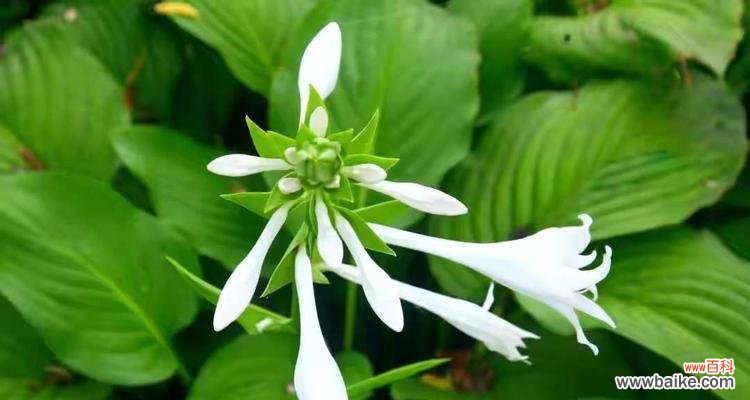 探索玉簪花的象征意义和文化价值 玉簪花的寓意是什么?