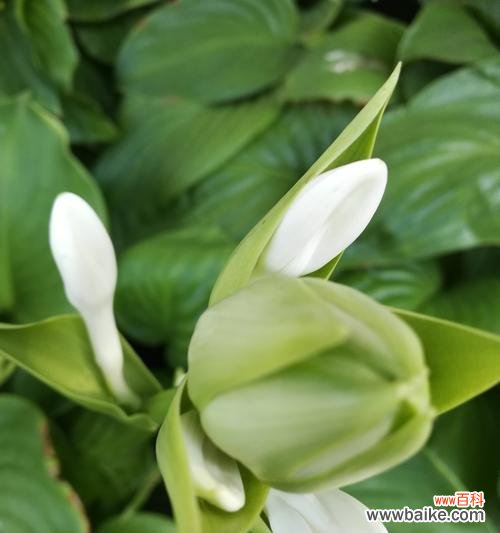 探索玉簪花的象征意义和文化价值 玉簪花的寓意是什么?