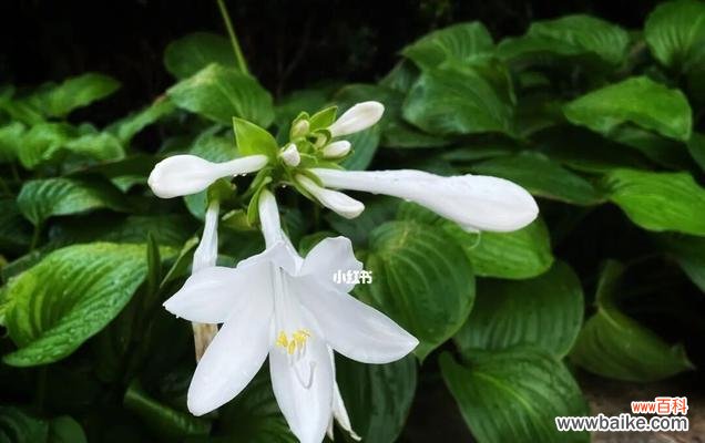 探索玉簪花的象征意义和文化价值 玉簪花的寓意是什么?