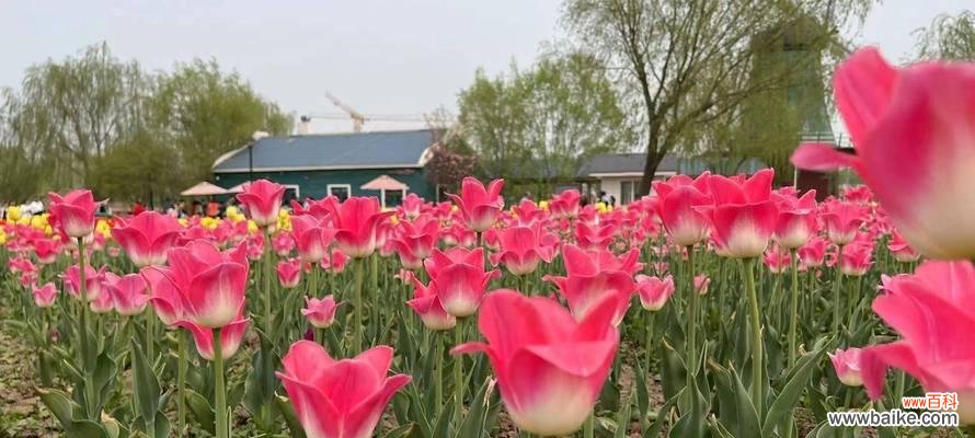 探索郁金香的象征意义,从花语到文化传承 郁金香的花语与寓意