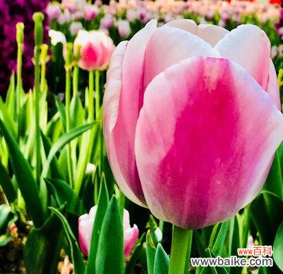 探索郁金香的象征意义,从花语到文化传承 郁金香的花语与寓意