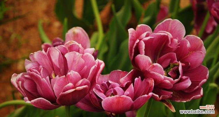 郁金香的象征意义和历史渊源 郁金香——美丽的象征之花
