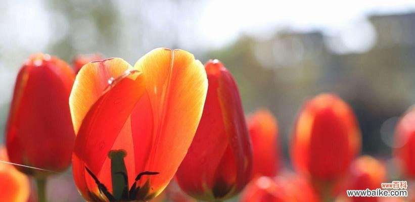 郁金香的象征意义和历史渊源 郁金香——美丽的象征之花