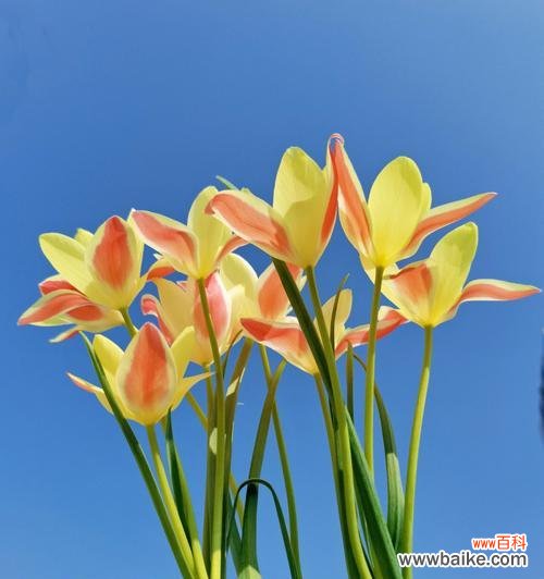 绽放的奇迹与独特韵味 郁金香——美丽与希望的象征