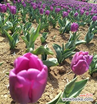 探索郁金香的象征意义及表达方式 郁金香的寓意与花语