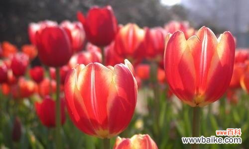 探寻郁金香的文化意义和历史传承 郁金香的义和象征意义