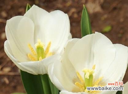 探寻郁金香的文化意义和历史传承 郁金香的义和象征意义