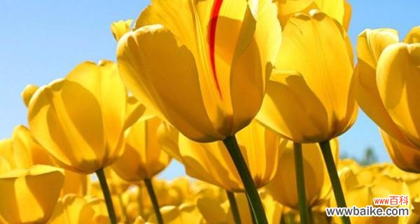 探寻郁金香的文化意义和历史传承 郁金香的义和象征意义