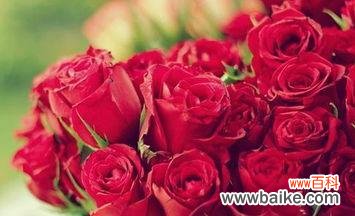 玫瑰花的19种不同意义 19朵玫瑰花语的深意