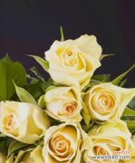 解读24朵玫瑰的花语 浪漫花语之玫瑰的24种意义