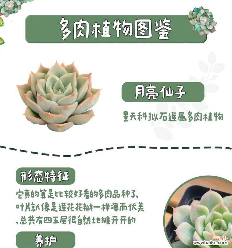 天真的月亮花语有何含义？月亮花语代表什么？