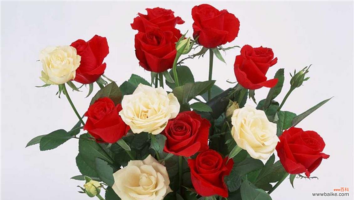 红色果汁玫瑰的花语是什么？它代表了什么？