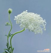 真正性的花语有哪些？它在表达情感时有何特别之处？