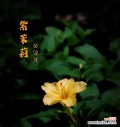 茉莉花送给女朋友花语是什么？茉莉花代表什么情感？