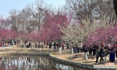 二月梅的花语和寓意有何特别之处？二月梅代表了什么？