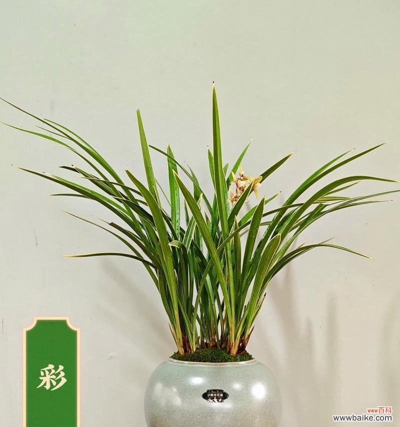 墨兰的花语有哪些？