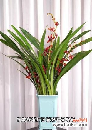 墨兰的花语有哪些？