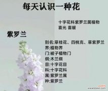哪种花代表别生气的花语？如何用花语表达歉意？