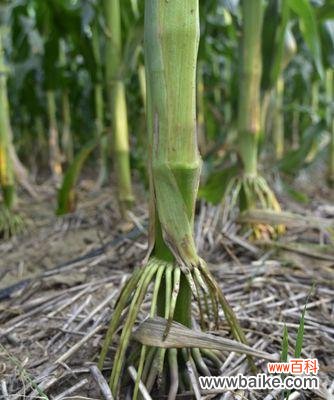 白轴草的花语和寓意是什么？白轴草在花语中代表什么？