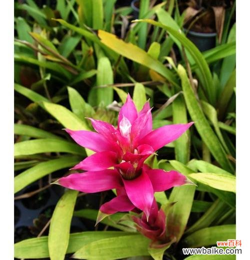 菠萝在海南的花语是什么？菠萝象征着什么？