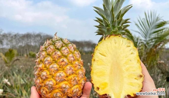 菠萝在海南的花语是什么？菠萝象征着什么？