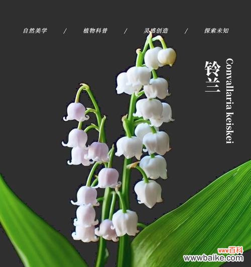 幸福花语具体代表什么?