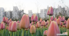 了解郁金香的花语与象征意义 探寻郁金香花语的深层含义