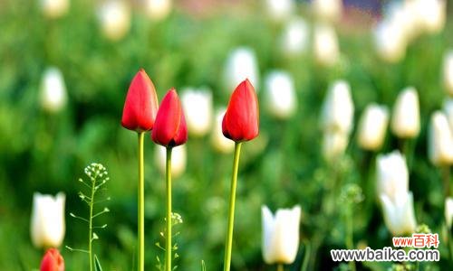 了解郁金香的花语与象征意义 探寻郁金香花语的深层含义