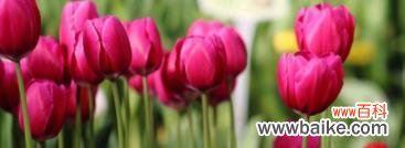 了解郁金香的花语与象征意义 探寻郁金香花语的深层含义