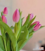 探索郁金香花背后的美丽寓意 郁金香花的象征意义