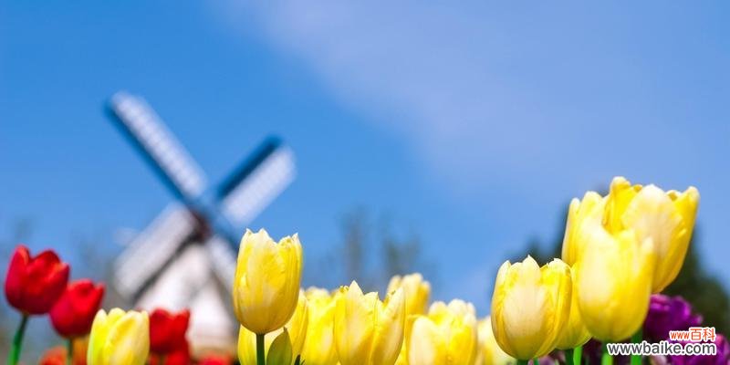 解读郁金香的花色语言，领略不同的情感表达 郁金香花语与寓意