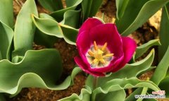 深入了解郁金香花语，选择适合的花束 郁金香花语和寓意