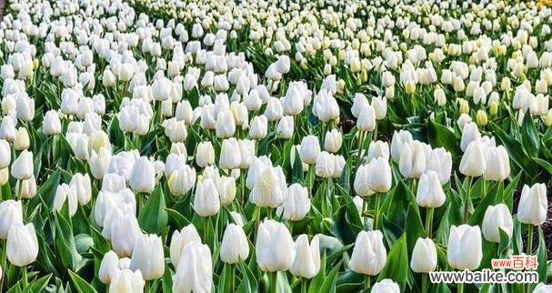 探索紫色郁金香的魅力与象征意义 紫色郁金香花语与寓意