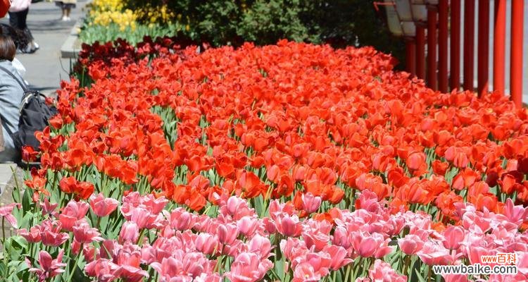 探寻郁金香花语的深刻内涵与象征意义 郁金香花语