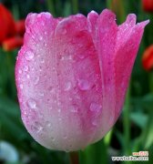 探寻郁金香花语的深刻内涵与象征意义 郁金香花语