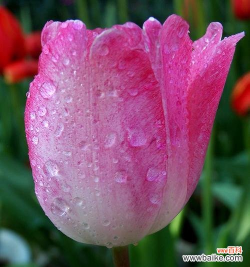 探寻郁金香花语的深刻内涵与象征意义 郁金香花语