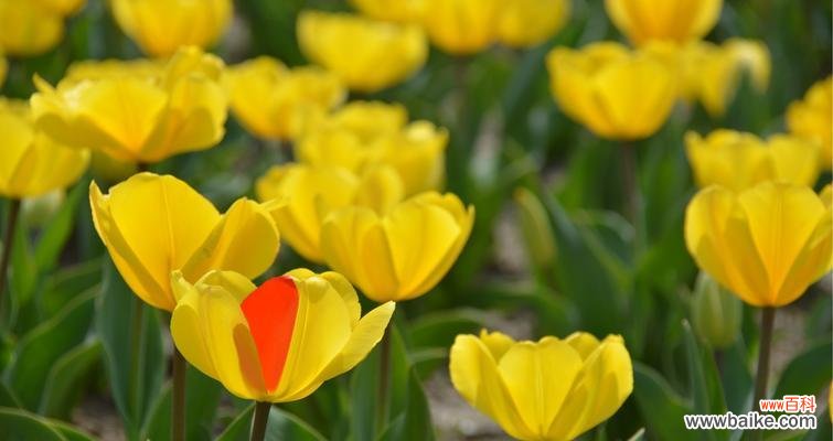 探寻郁金香花语的深刻内涵与象征意义 郁金香花语