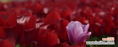 揭示白郁金香所传达的深刻情感和寓意 白郁金香花语的含义及象征