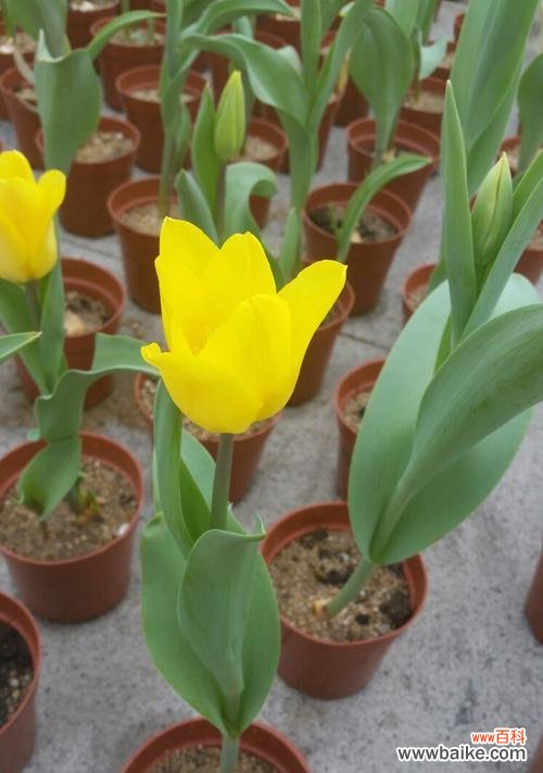 探索郁金香的花语与象征意义，了解其美丽与韵味 郁金香花语与代表意义